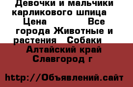 Девочки и мальчики карликового шпица  › Цена ­ 20 000 - Все города Животные и растения » Собаки   . Алтайский край,Славгород г.